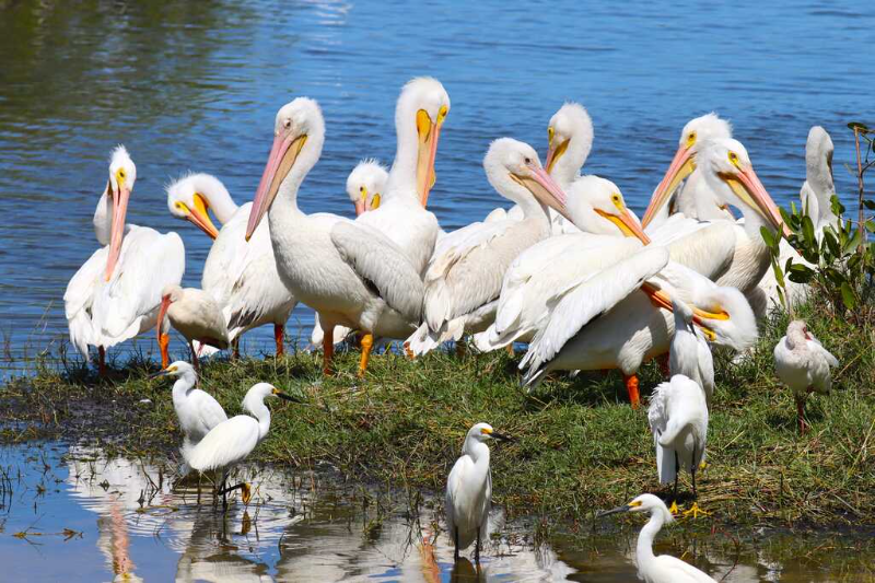 4565 S Atlantic Ave #5611 - Photo 6 of 45