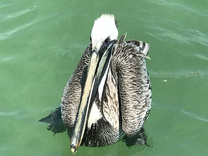 4565 S Atlantic Ave #5611 - Photo 7 of 45