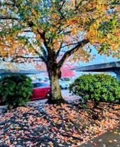 #330 AUTUMN CHASE - Photo 1 of 1