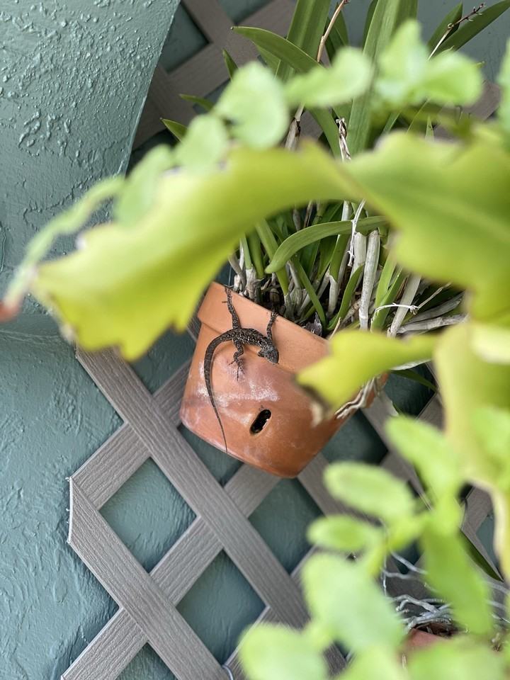 2227 Pineland Dr #NA - Photo 3 of 25