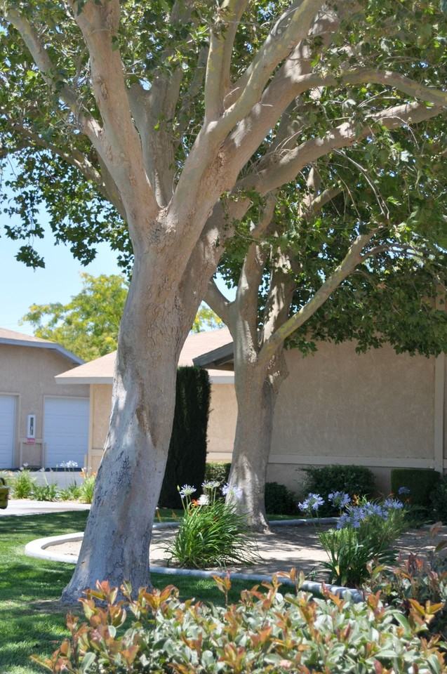Desert Palms - Photo 5 of 14