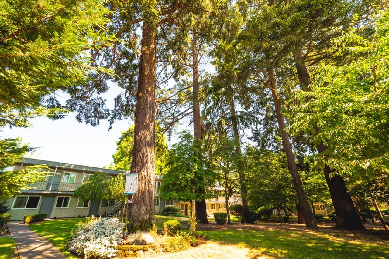 Peaceful Living Beneath the Fir Trees - Photo 5 of 6