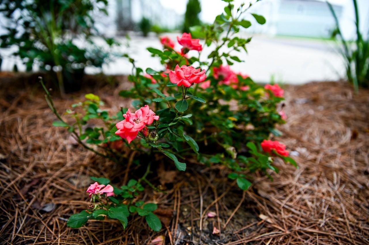 Petit Bois Townhomes | Mississippi Gulf Coast Living - Photo 4 of 32
