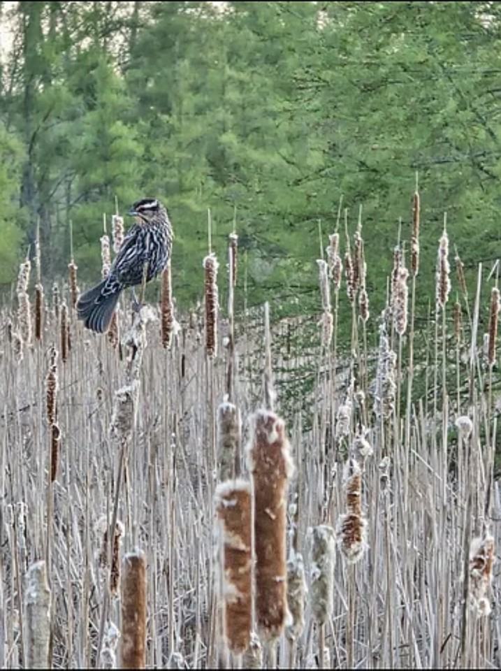 9145 Olcott Lake Dr #3 - Photo 3 of 17