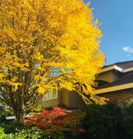 featured image of 70 Timbercrest Drive