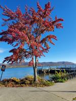 featured image of 177 West Parmenter Street #0