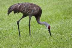 236 Holly Road #236 - Photo 1 of 1