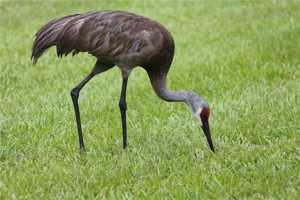 featured image of 236 Holly Road #236