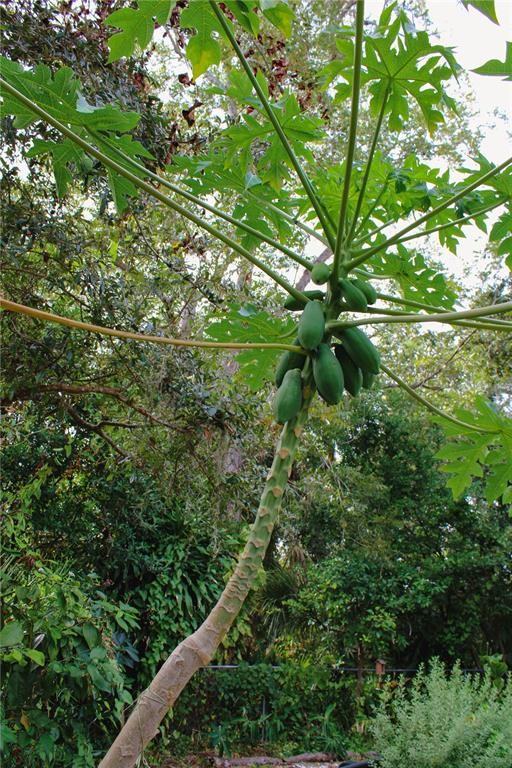 4225 Old Bradenton Rd #4225C - Photo 2 of 19