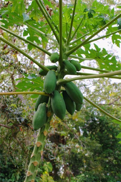 4225 Old Bradenton Rd #4225C - Photo 4 of 19