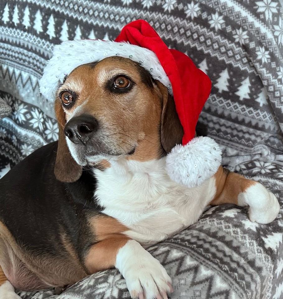 The Ivy Luxury Apartments - Photo 5 of 25