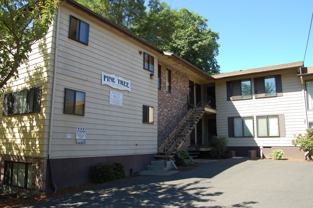 Pine Tree - Photo 1 of 1