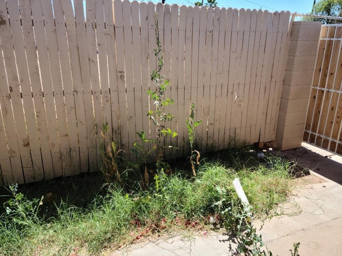 1223 W University Dr Apt 3 #3 - Photo 7 of 15