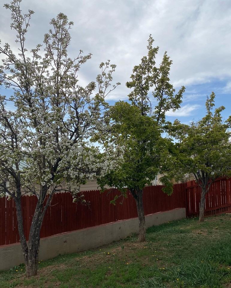 810 Saguaro St #NA - Photo 2 of 11