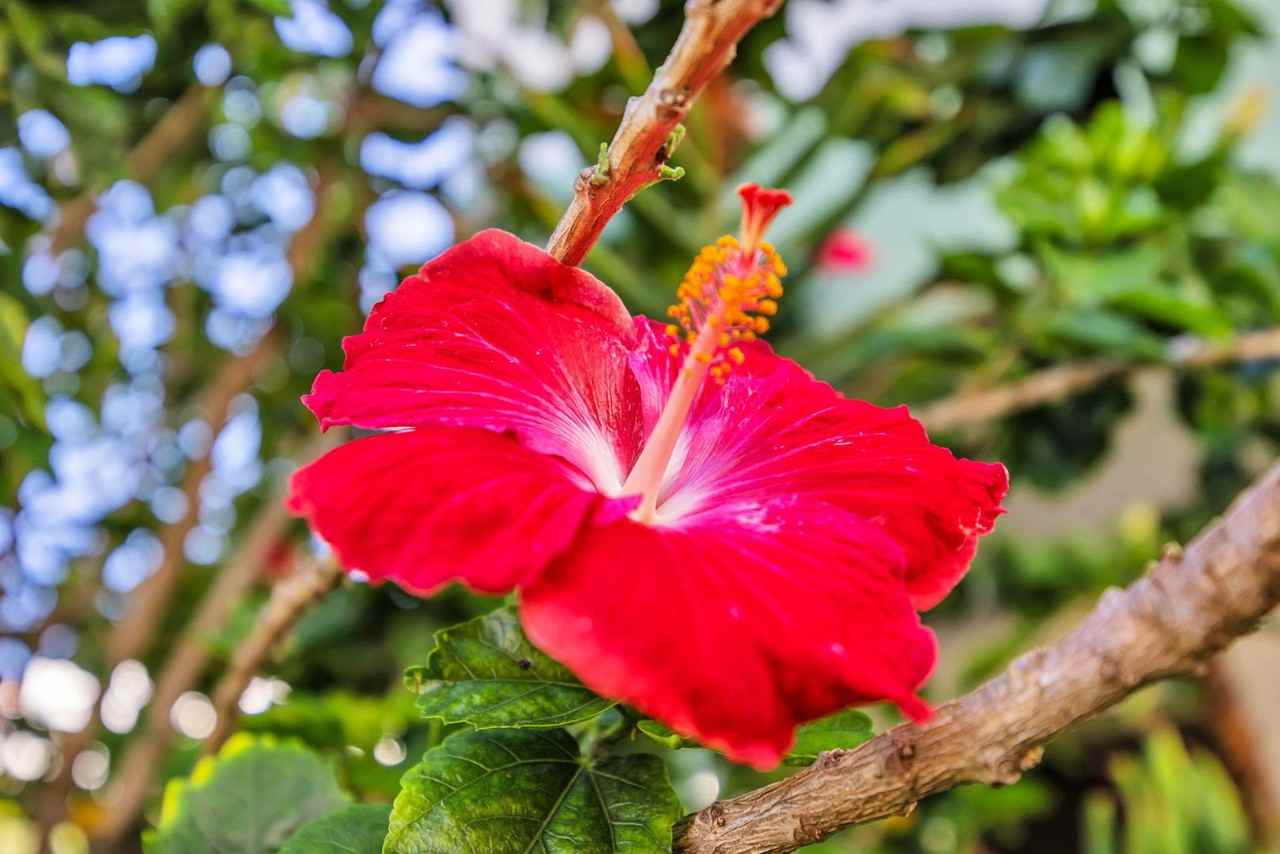 54 Kapuahi Street - Photo 5 of 25