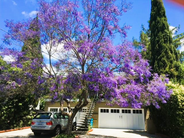 1161 Woodrow Street #3