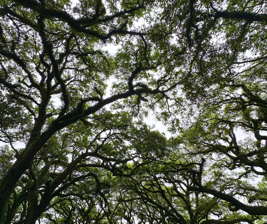 11780 Old Pascagoula Road #LOT3 - Photo 4 of 8