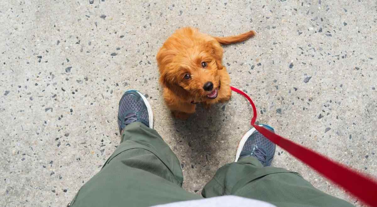 100 Toscana Drive - Photo 3 of 16