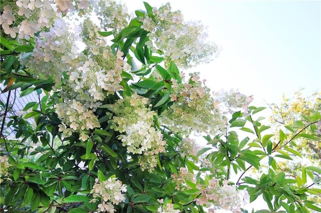 22 Bateman Avenue - Photo 5 of 43