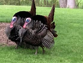 11810 Schwemer Lane - Photo 1 of 1