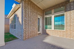 featured image of Peacock Flower Street #11219