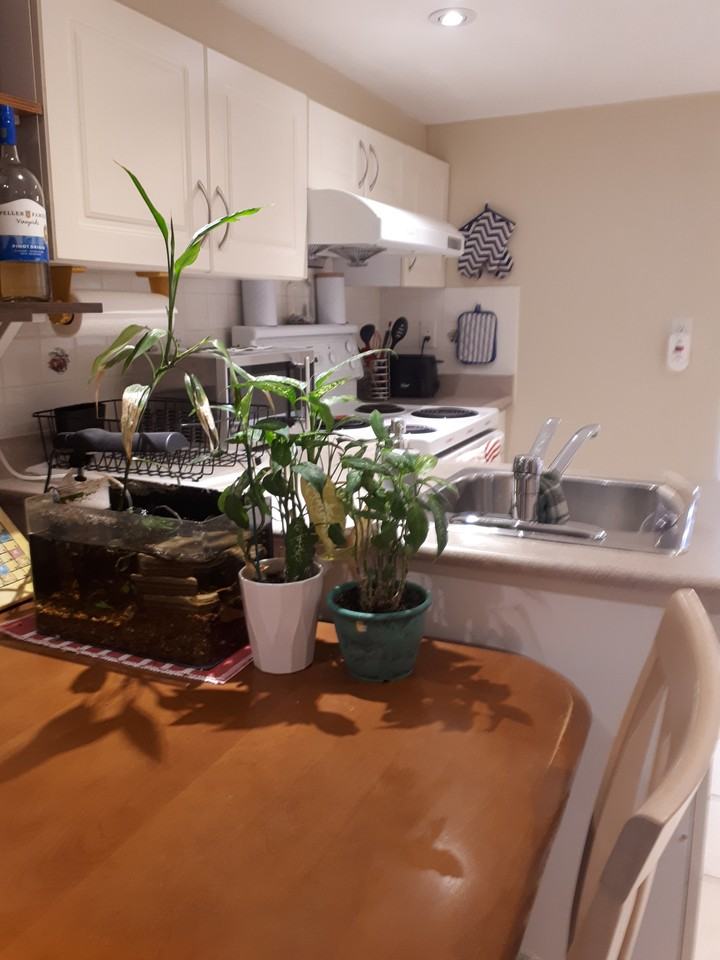 5 Henry Street #4 - Photo 4 of 16