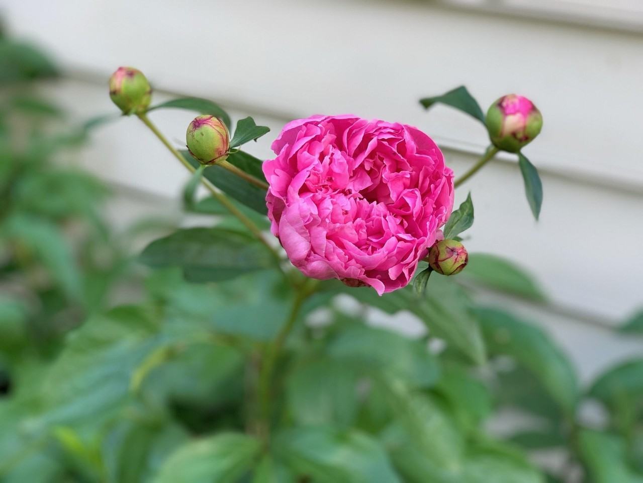 728 West Short Street - Photo 6 of 50