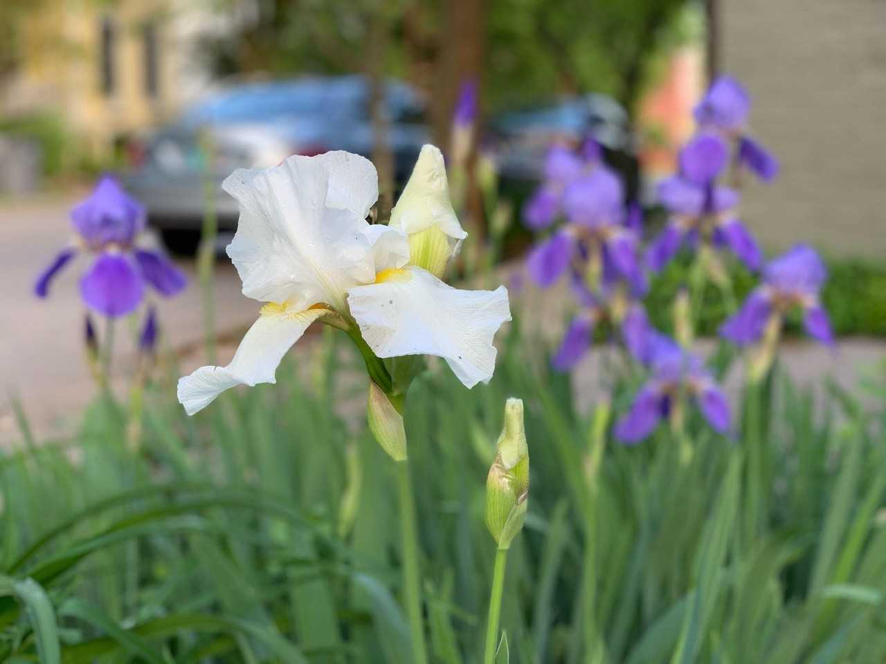 728 West Short Street - Photo 7 of 50