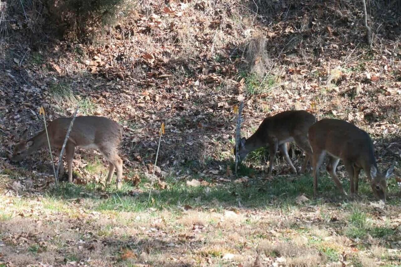 121 Sawmill Springs Rd #1297612P - Photo 5 of 19