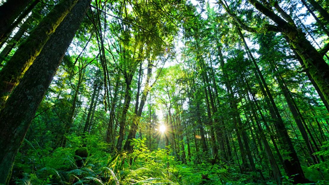 Rideau Towers - Photo 6 of 8