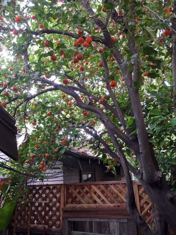 Garfield - Photo 4 of 36