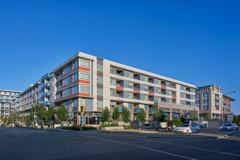 Camellia - Photo 1 of 1