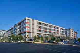 Camellia - Photo 1 of 1