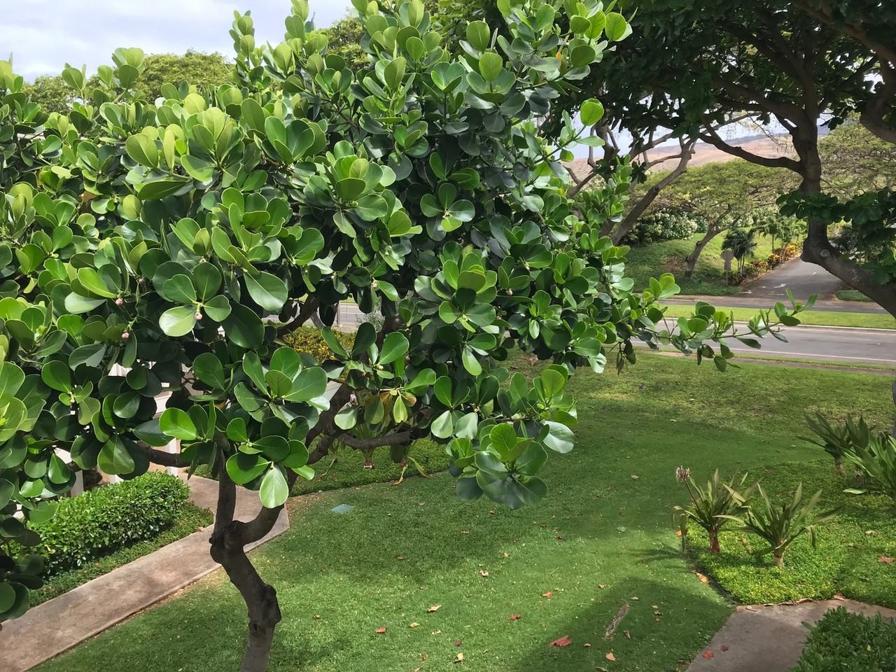 92-1491 Aliinui Dr #26B - Photo 2 of 22