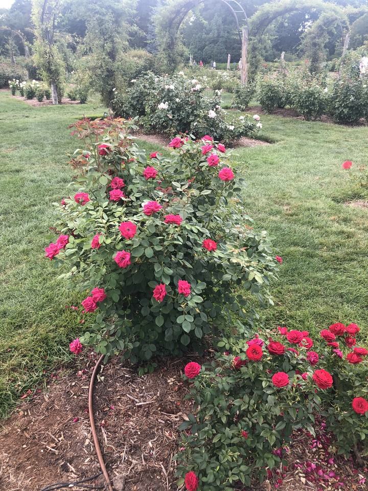 1144 Boulevard #NA - Photo 5 of 10