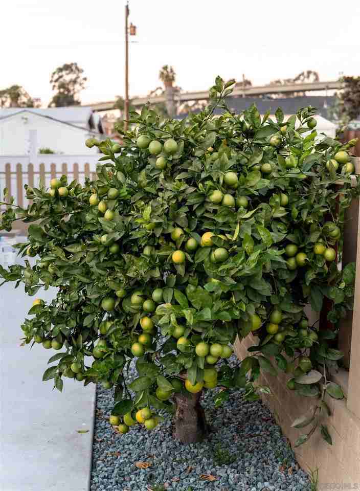 1309 E 1st St #1309 - Photo 3 of 20