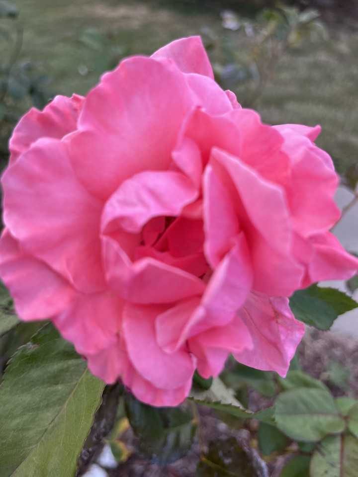 841 Marie Park Dr Ne #NA - Photo 5 of 5