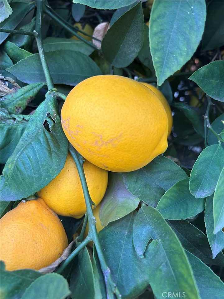 665 N San Antonio Ave #665 - Photo 5 of 16