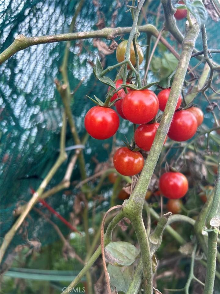 665 N San Antonio Ave #665 - Photo 6 of 16