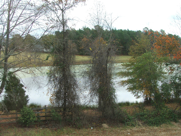 215 Peach Hill Dr - Photo 6 of 7