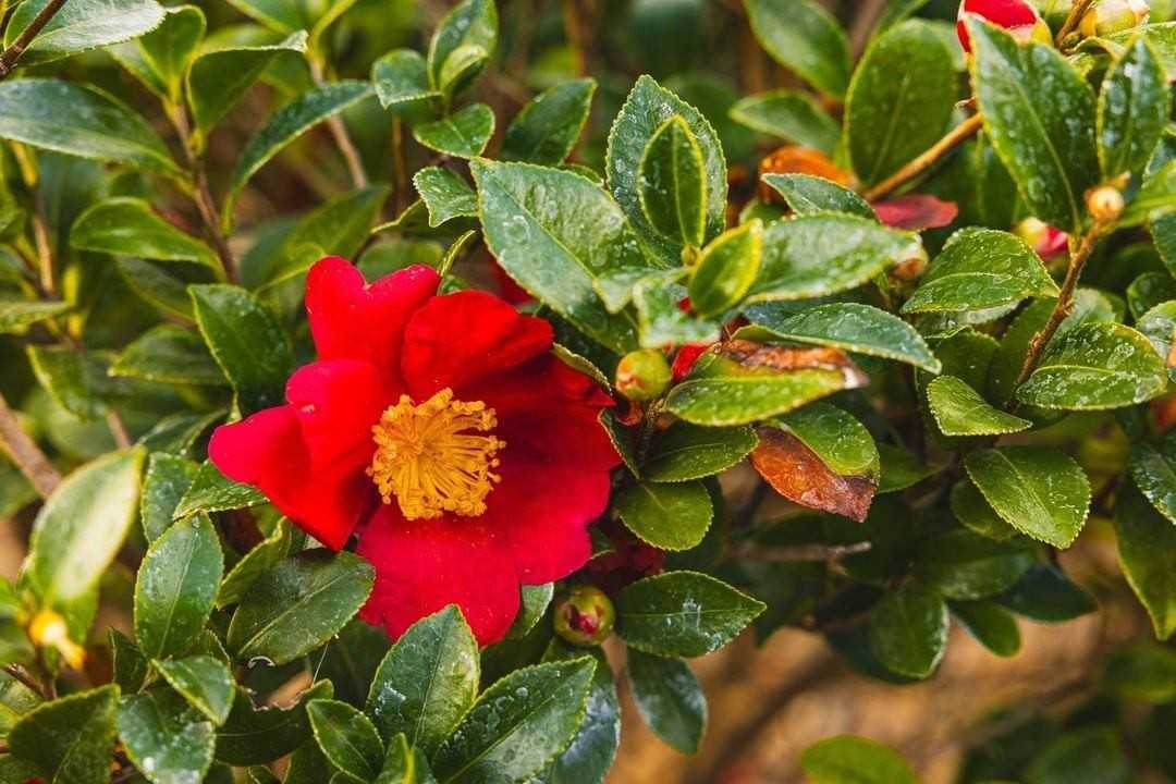 Chico Villa East Apartments - Photo 4 of 19