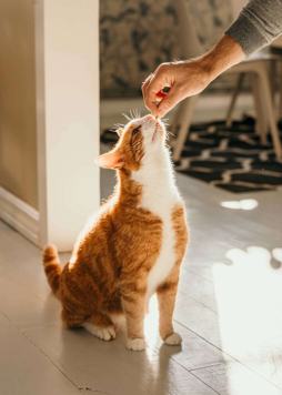 BELLAIRE MULTIFAMILY MANAGEMENT LLC 2 of 4