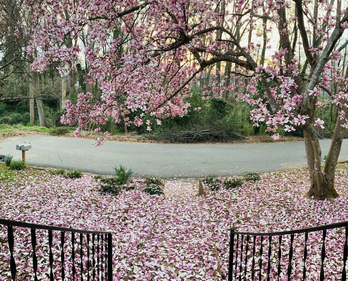 142 Hiawassee Ave #1 - Photo 6 of 27