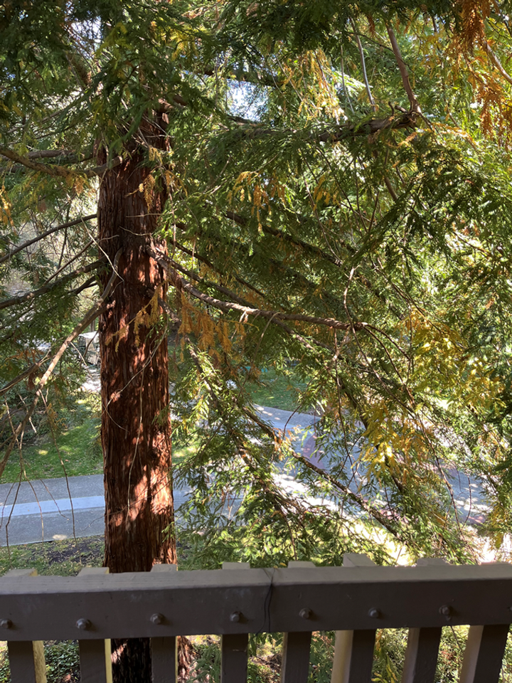 6309 Shelter Creek Ln - Photo 5 of 15