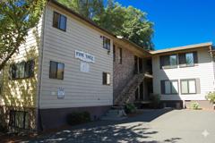 Pine Tree - Photo 1 of 1