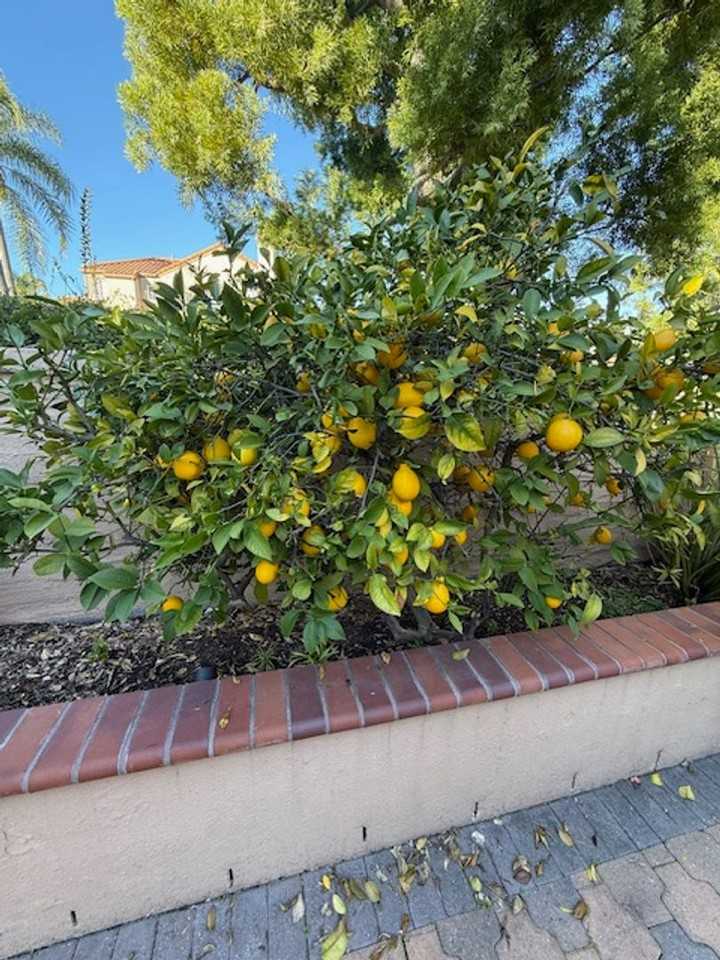 99 Via Athena - Photo 5 of 34