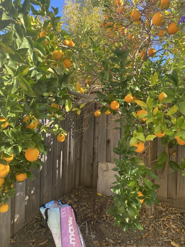 Hidden Grove Ln - Photo 4 of 25