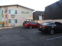 The Olive - Photo 1 of 1