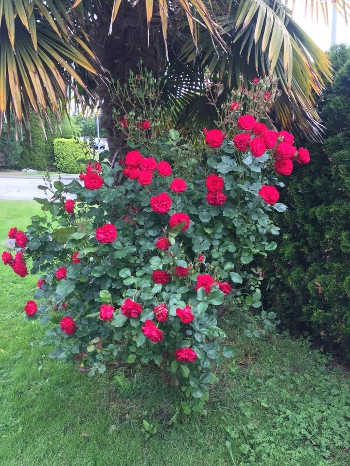 2501 Mahon Avenue - Photo 6 of 15