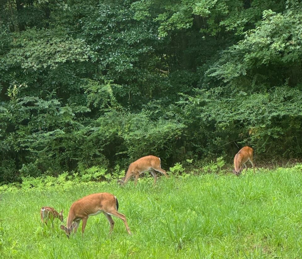 254 Harrell Rd #NA - Photo 3 of 16